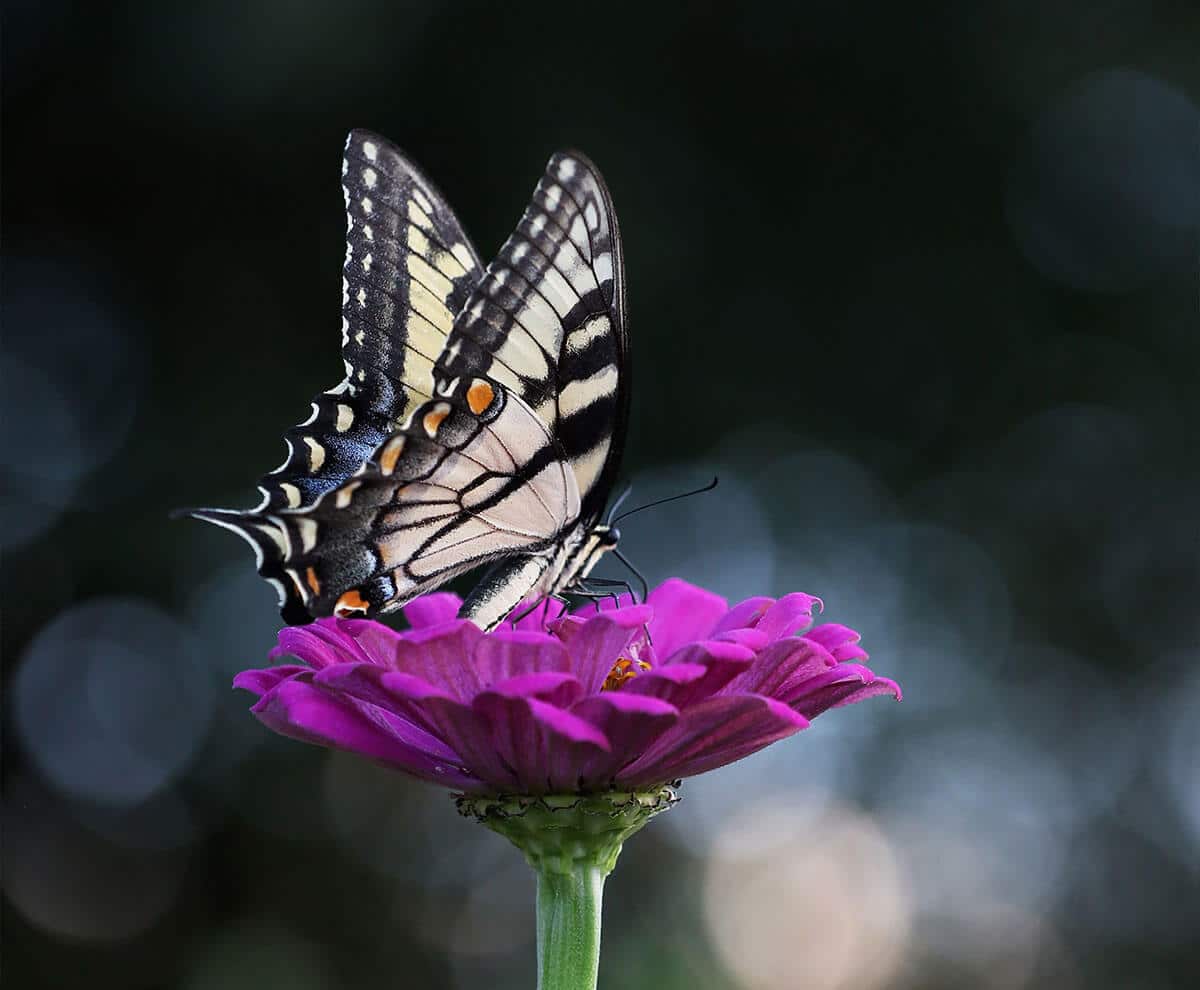 butterfly on purple flower