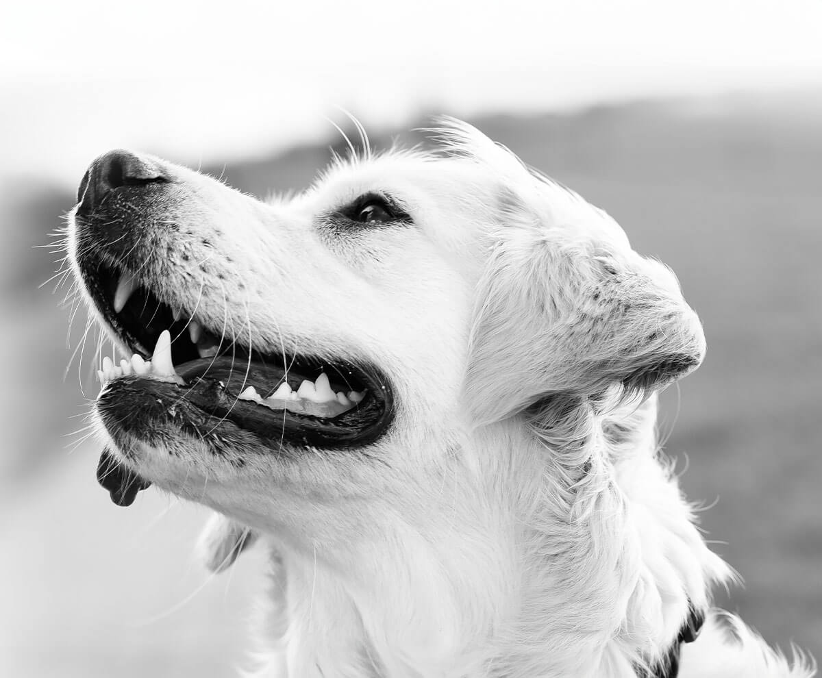 black and white dog