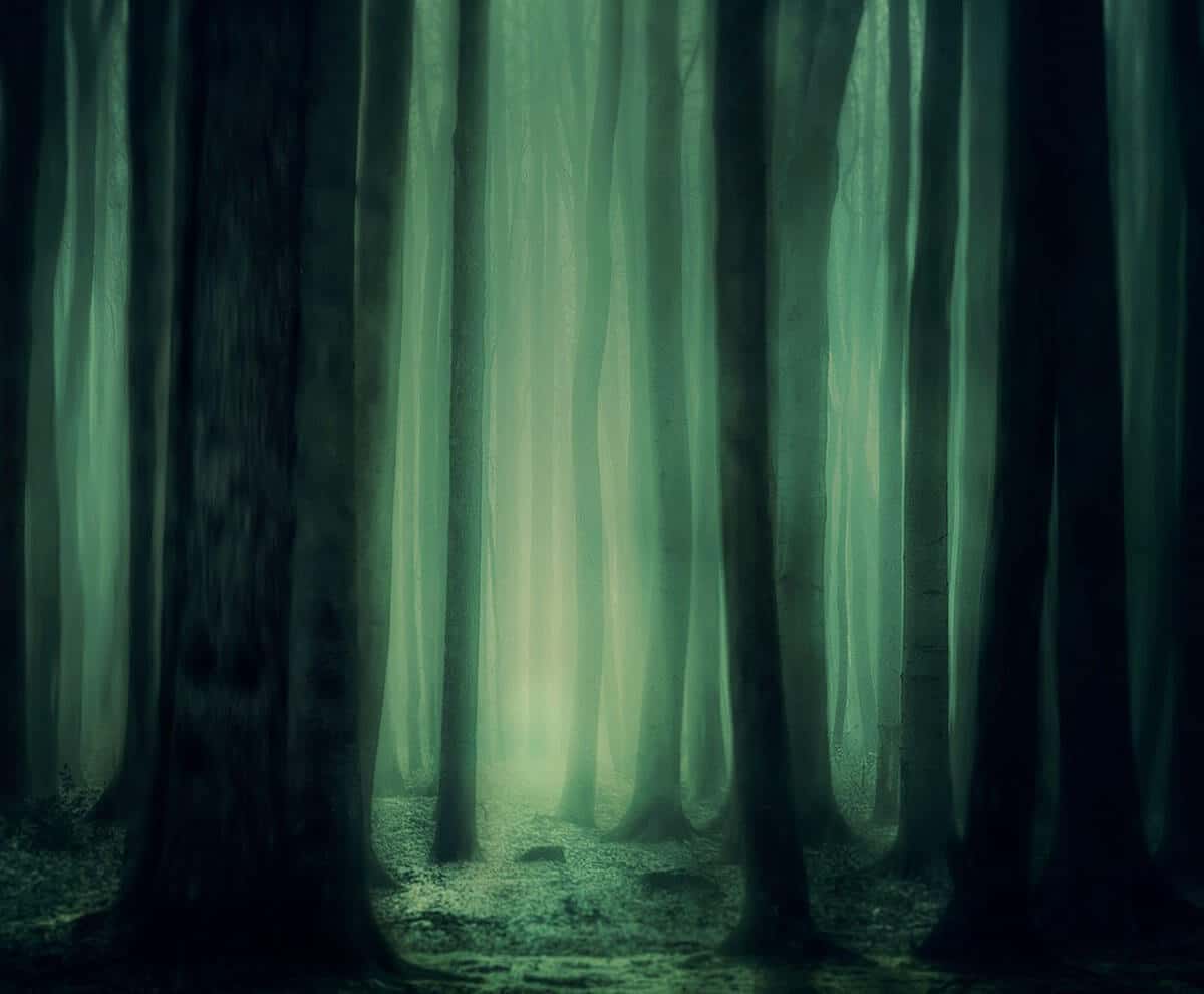 fantasy green forest