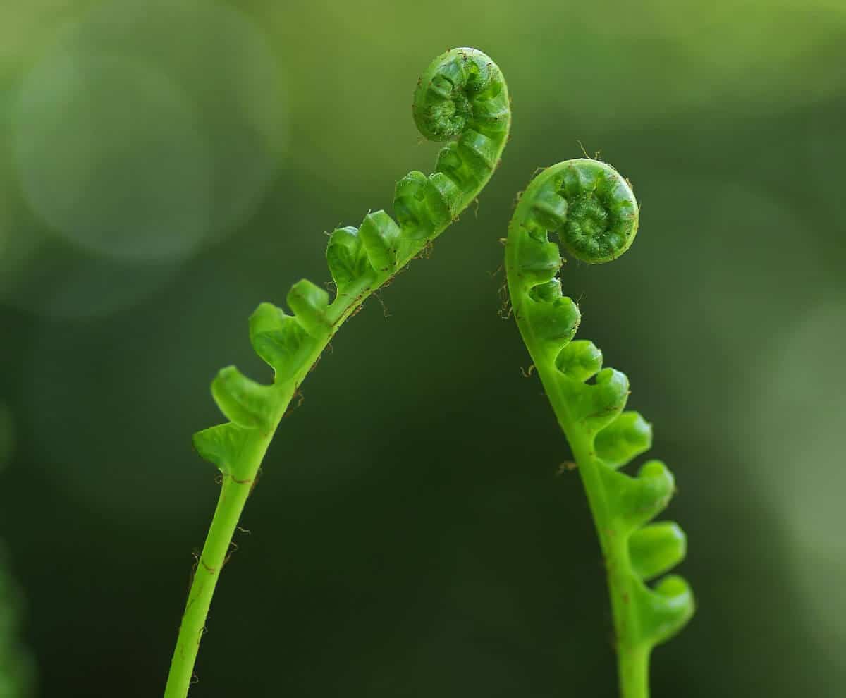 uncurling ferns