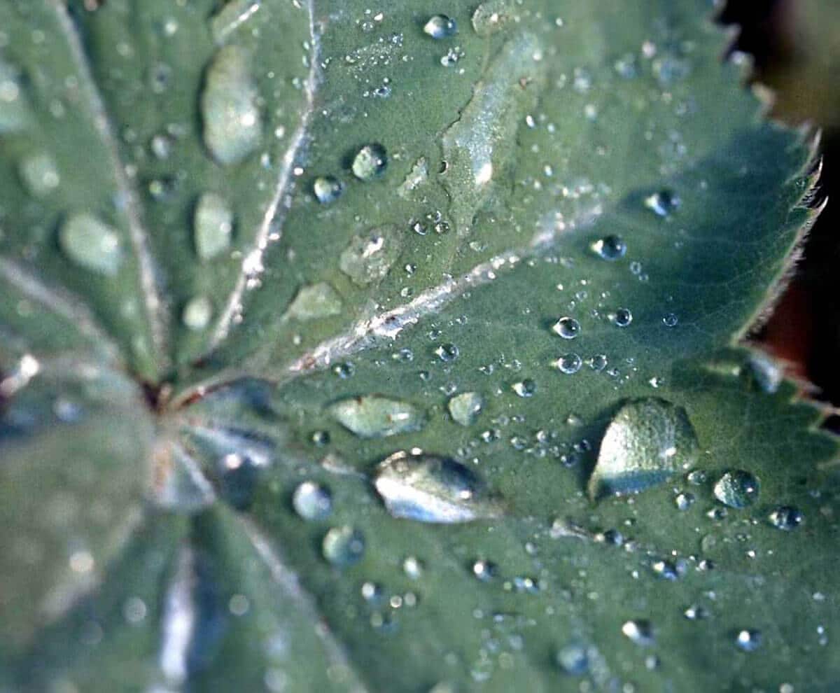 green leaf with water droplets