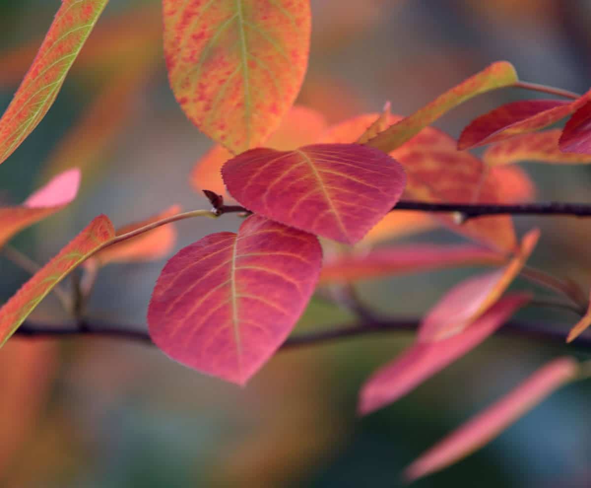 autumnal red leaves