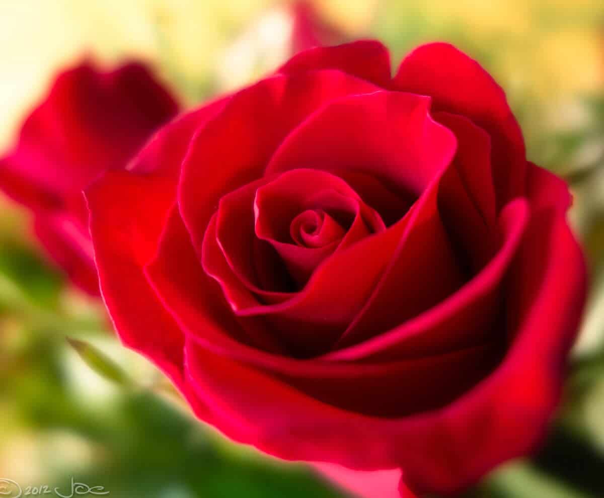 red rose