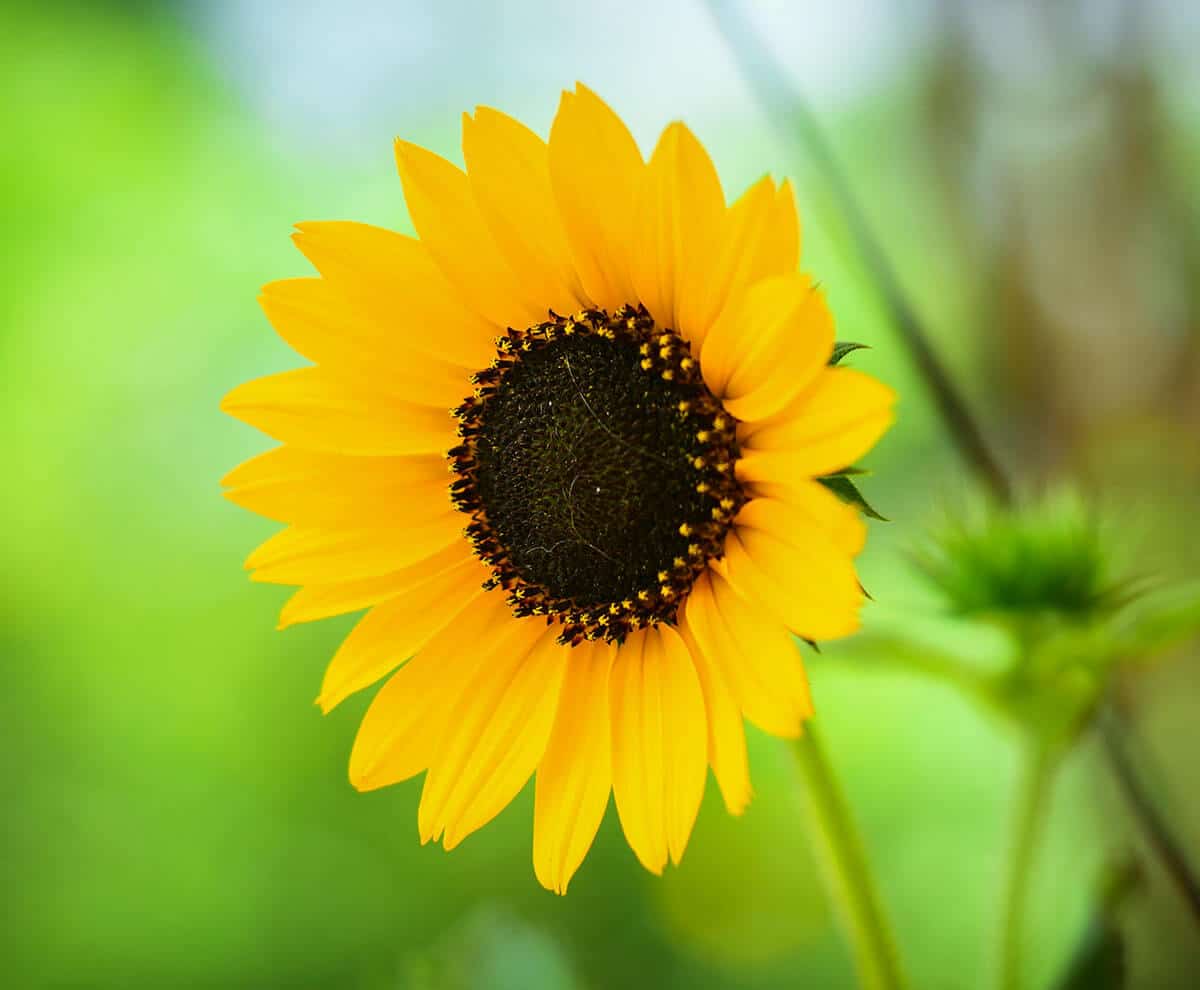 single yellow sunflower